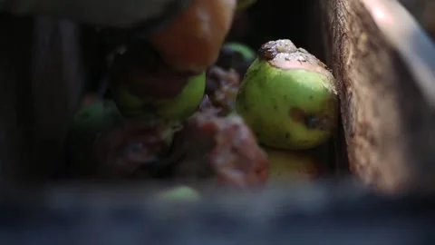 A bunch of pears and apples in the fruit grinder machine Stock-Footage 136306832