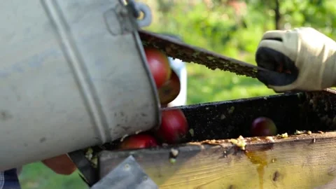 A bunch of pears and apples in the fruit grinder machine Stock Footage 136308183