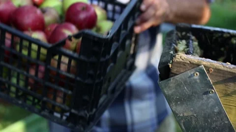 A bunch of pears and apples in the fruit grinder machine Stock-Footage 136308951