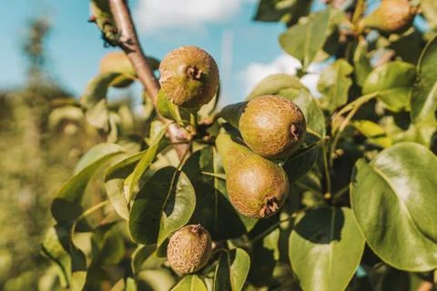 Bunch of pears hanging on a tree Stock Photos