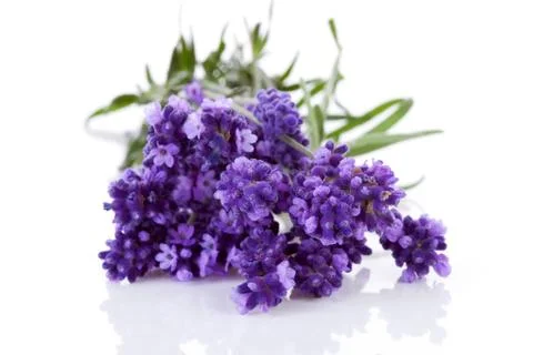 Bunch of picked lavender Stock Photos