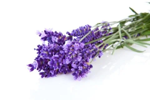 Bunch of picked lavender Stock Photos