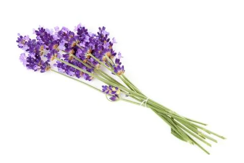 Bunch of picked lavender Stock Photos