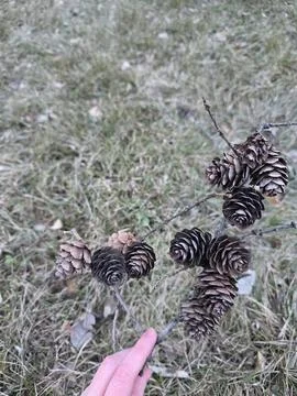 Bunch of Pine Cones Stock-Fotos
