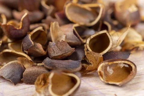 A bunch of pine nuts in the shell Foto stock
