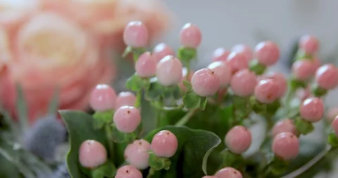 Bunch Of Pink Berries. Bouquet Component. Stock Footage 124559544