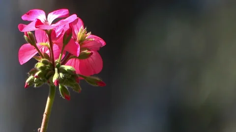 Bunch of pink flowers Stock Footage 36504098