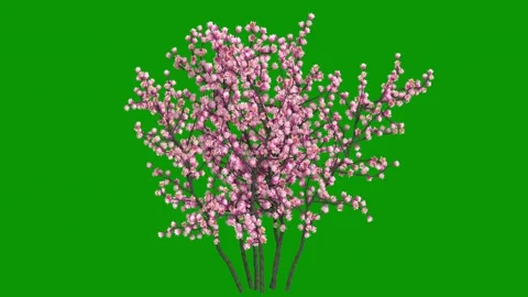 Bunch pink flowers green screen animated chromakey layers composition Video stock 314068062