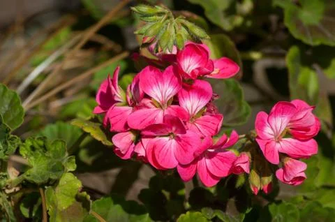 Bunch of Pink Geraniums Stock Photos