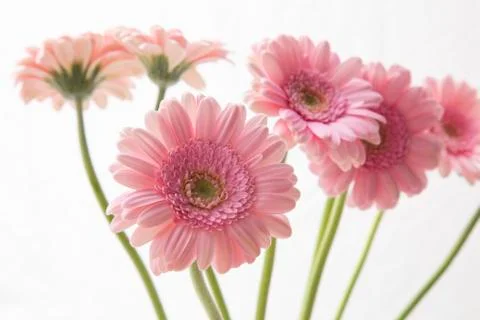 Bunch of pink gerberas Stock Photos