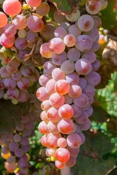 Bunch of pink grapes Stock Photos