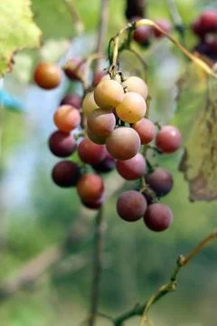 Bunch of pink grapes under the sun rays in the garden Stock Photos