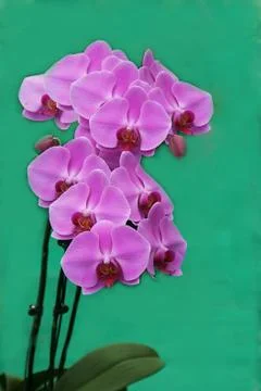Bunch of Pink Orchids Stock Photos