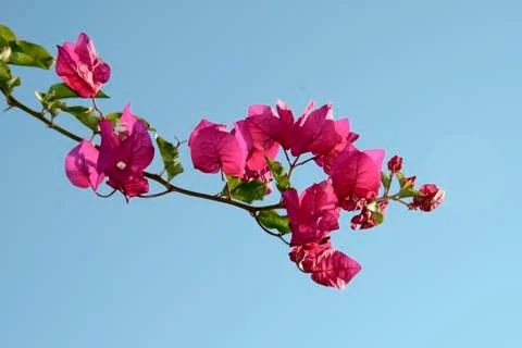 Bunch of Pink Stock Photos