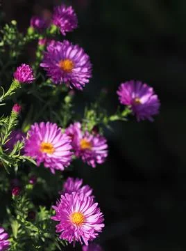 Bunch of pink rice button asters on dark background. Stock Photos