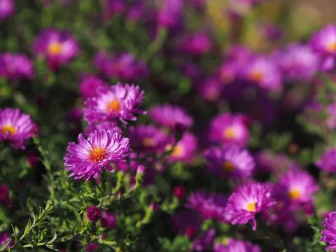 Bunch of pink rice button asters on blurred background. Stock Photos