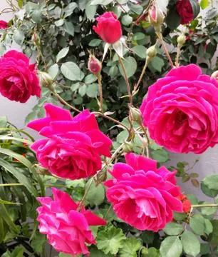 Bunch of pink roses in garden Stock Photos