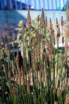 A bunch of Plantago lanceolata Foto stock