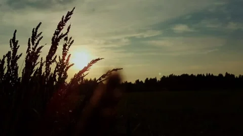 A bunch of plants on a field at sunset Stock Footage 159057457