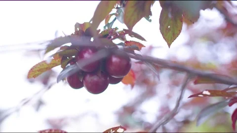 Bunch of plums hanging on the branch in garden Stock Footage 76139580