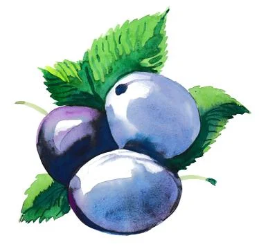 Bunch of plums Stock Illustration