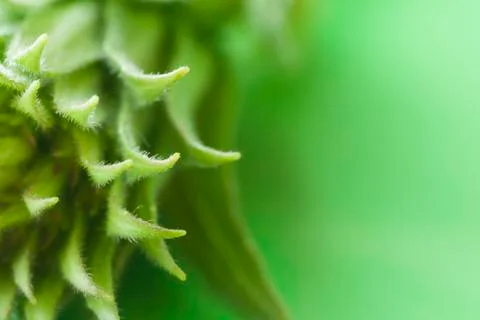Bunch of pointed leaves Stock Photos