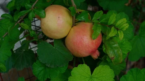 Bunch of pomegranates fruit, ripe fruit, zoom back video Stock Footage 280219287