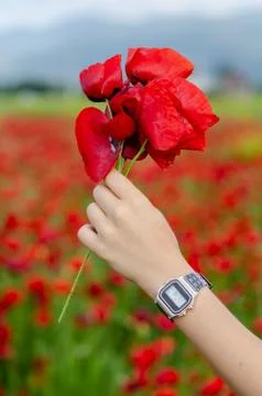 A bunch of poppy Stock Photos