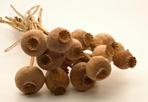 Bunch of poppyhead Stock Photos
