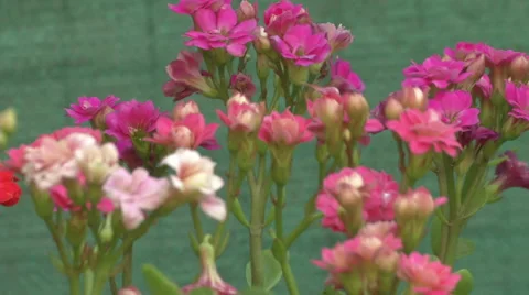 A Bunch of Pretty Flowers Stock-Footage 57933421