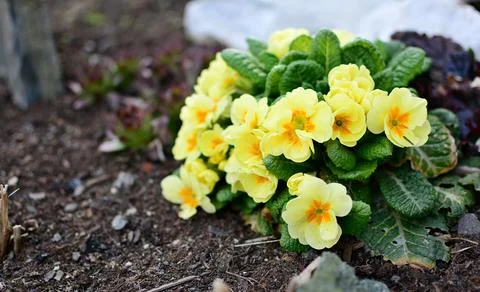 Bunch of primula veris Fotos de archivo