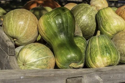 Bunch of Pumpkins in the field Stock Photos