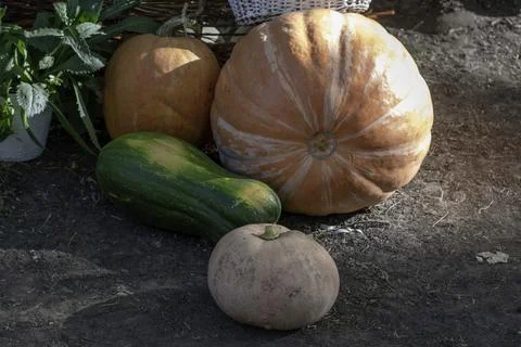 Bunch of Pumpkins in the field Stock Photos