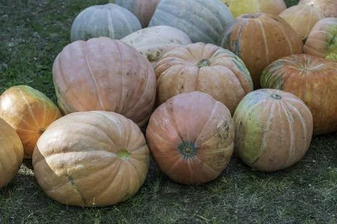 Bunch of Pumpkins in the field Stock Photos