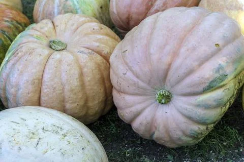 Bunch of Pumpkins in the field Stock Photos