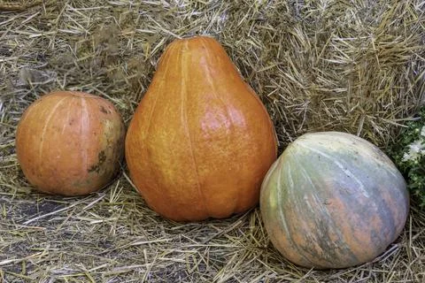 Bunch of Pumpkins in the field Stock Photos