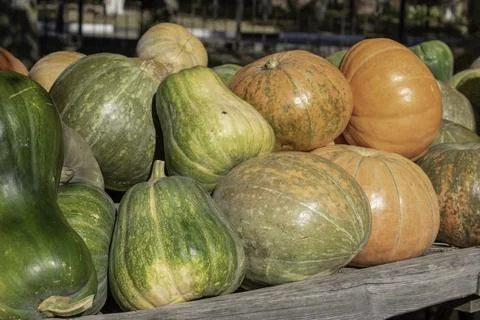 Bunch of Pumpkins in the field Stock Photos