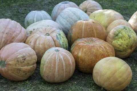 Bunch of Pumpkins in the field Stock Photos