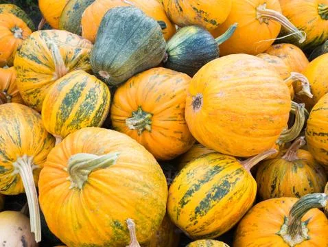 A Bunch of Pumpkins at a garden Stock Photos