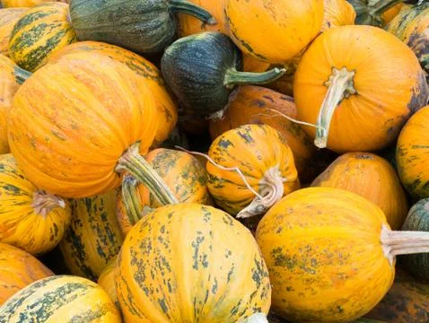 A Bunch of Pumpkins at a garden Stock Photos