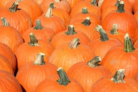 Bunch of pumpkins Stock Photos
