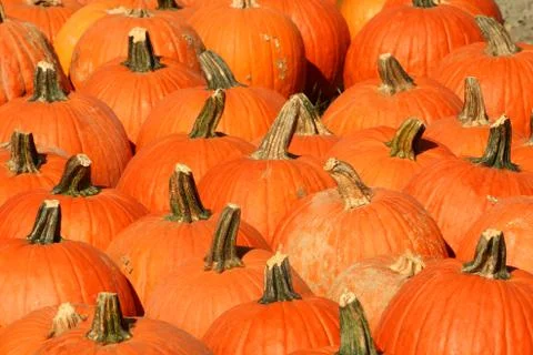 Bunch of pumpkins Stock Photos