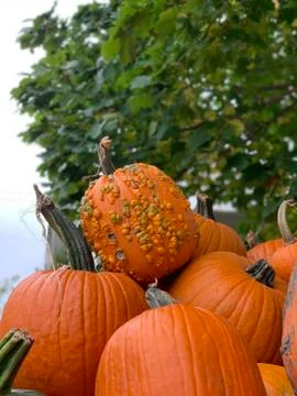 A bunch of pumpkins Foto stock