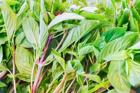 Bunch of purple basil Stock Photos