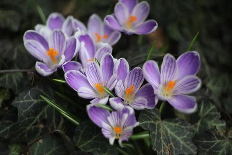 A bunch of purple crocus flowers in the grass Stock Photos
