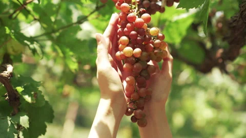 Bunch of purple grapes hanging down and the woman took the grapes Stock Footage 186925430