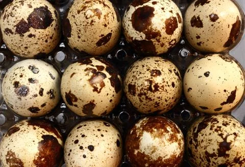 Bunch of quail eggs Foto stock