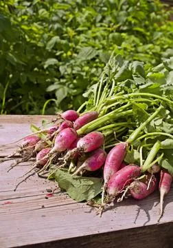 Bunch of radish Stock Photos