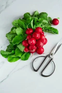 Bunch of radish	 Stock Photos