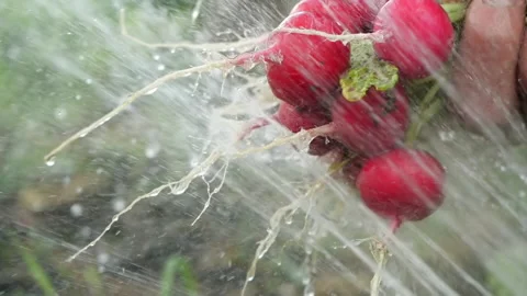 Bunch of radishes in the person’s hand, which is watered with a strong stream Stock Footage 133401430